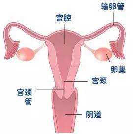 怀孕初期腹部微痛